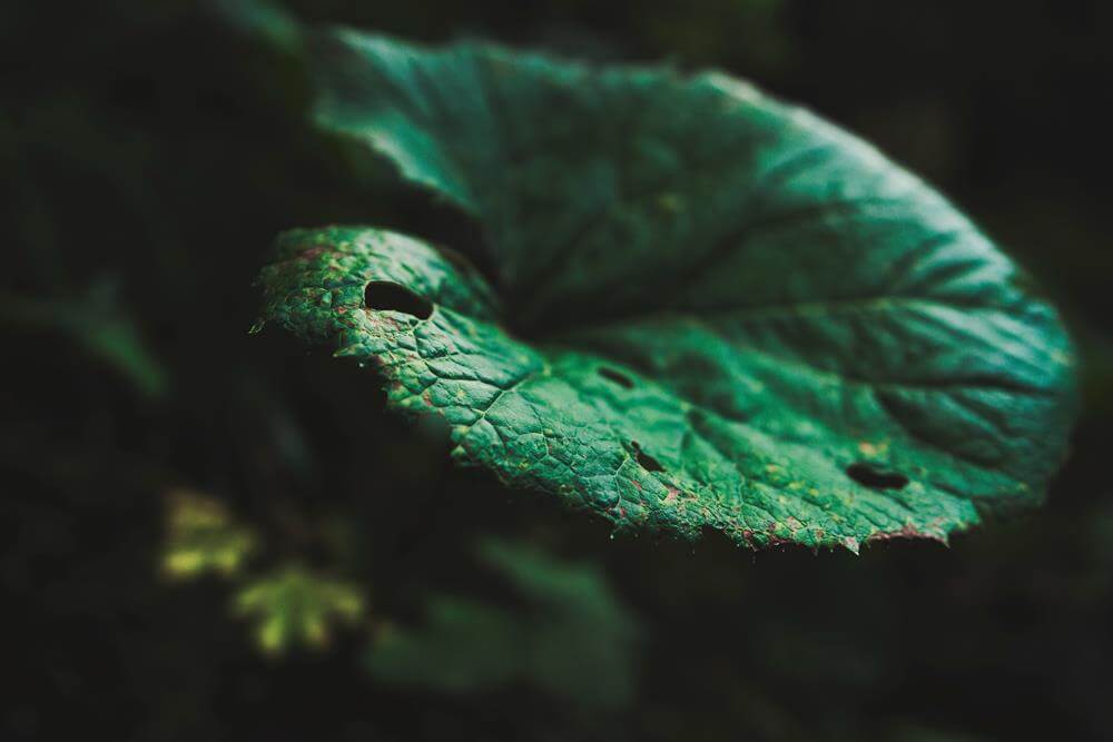 The ‘Appeal to Nature’ Fallacy